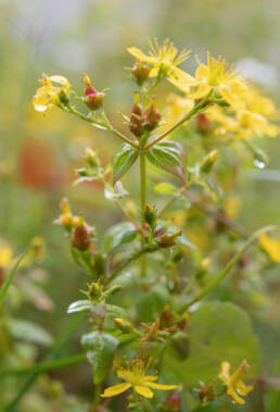 Arunachal plant (Hypericum)