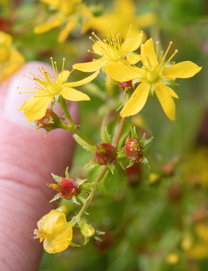 Arunachal plant (Hypericum)