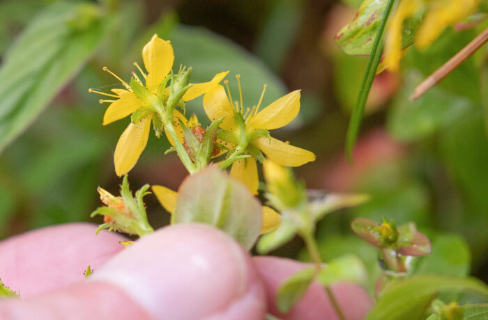 Arunachal plant (Hypericum)