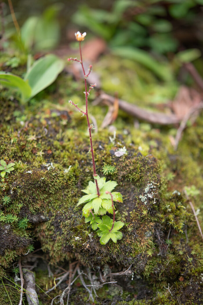 Arunachal plant (Saxifraga)