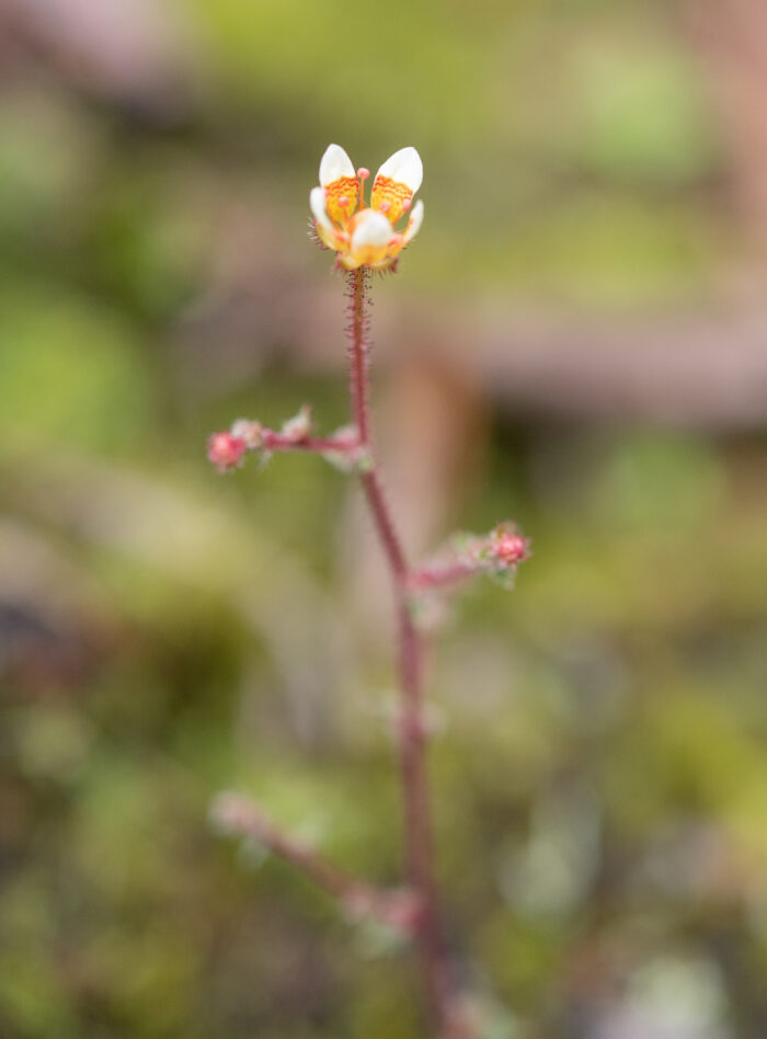 Arunachal plant (Saxifraga)