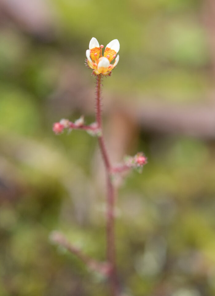 Arunachal plant (Saxifraga)