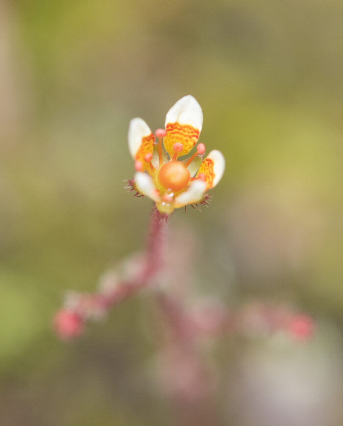 Arunachal plant (Saxifraga)