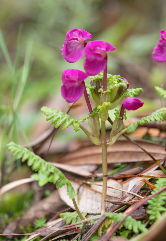 Arunachal plant (Pedicularis)