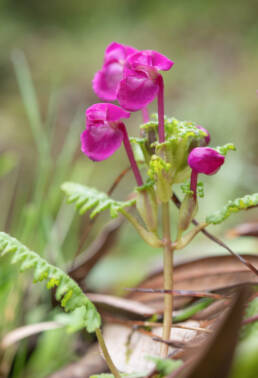 Arunachal plant (Pedicularis)