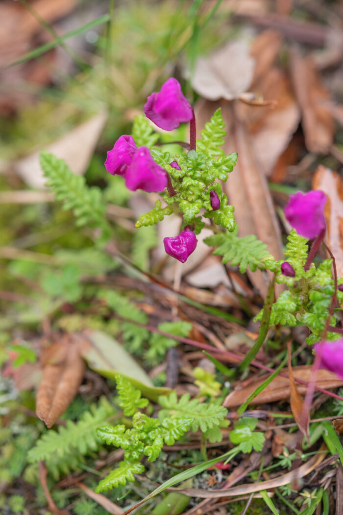 Arunachal plant (Pedicularis)