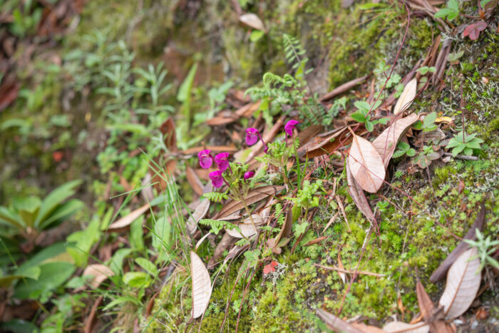 Arunachal plant (Pedicularis)