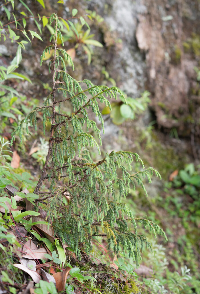 Drooping Juniper (Juniperus recurva)