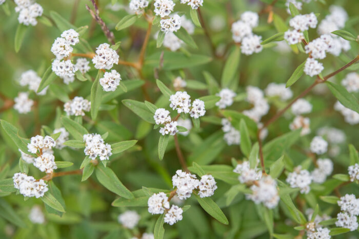 Koenigia nepalensis