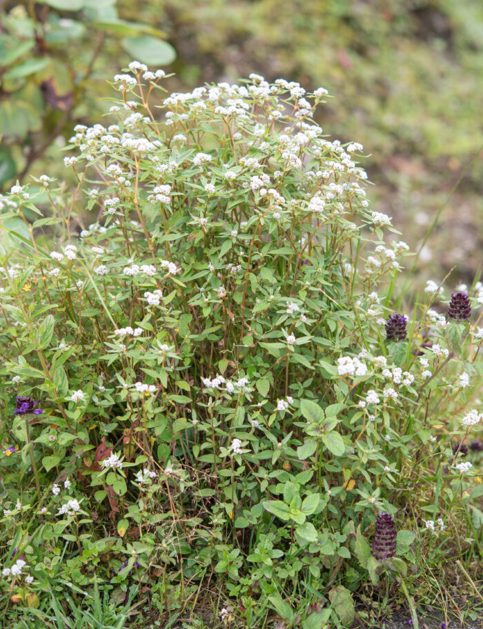 Koenigia nepalensis