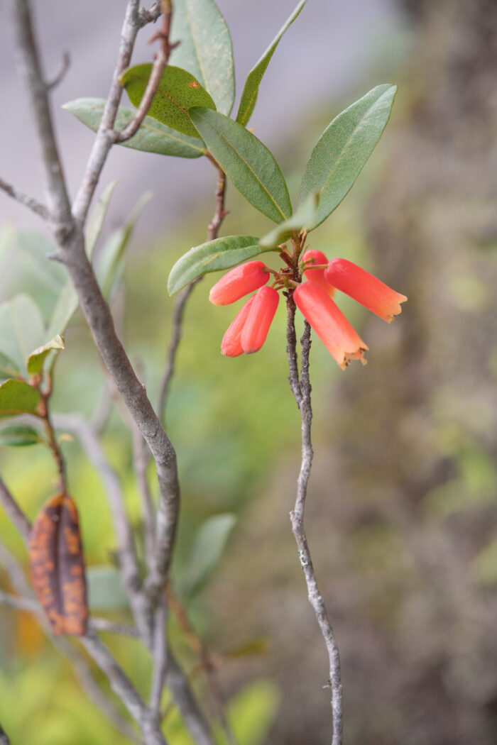 Rhododendron keysii