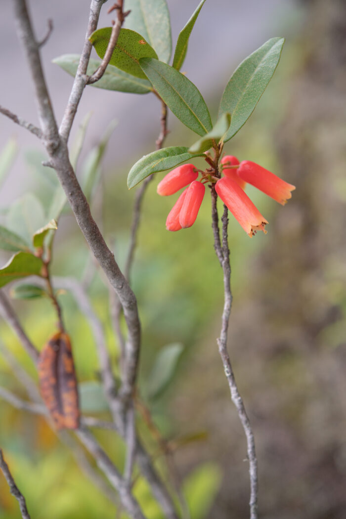 Rhododendron keysii