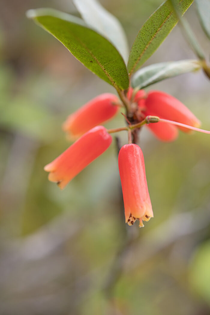 Rhododendron keysii