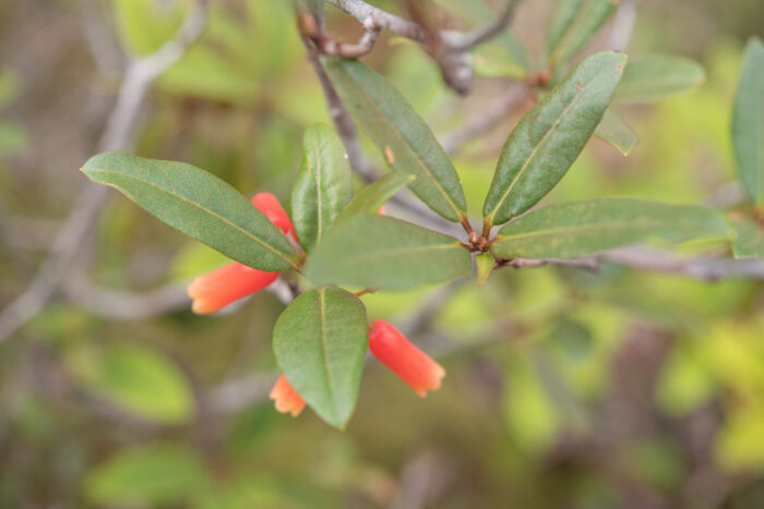 Rhododendron keysii