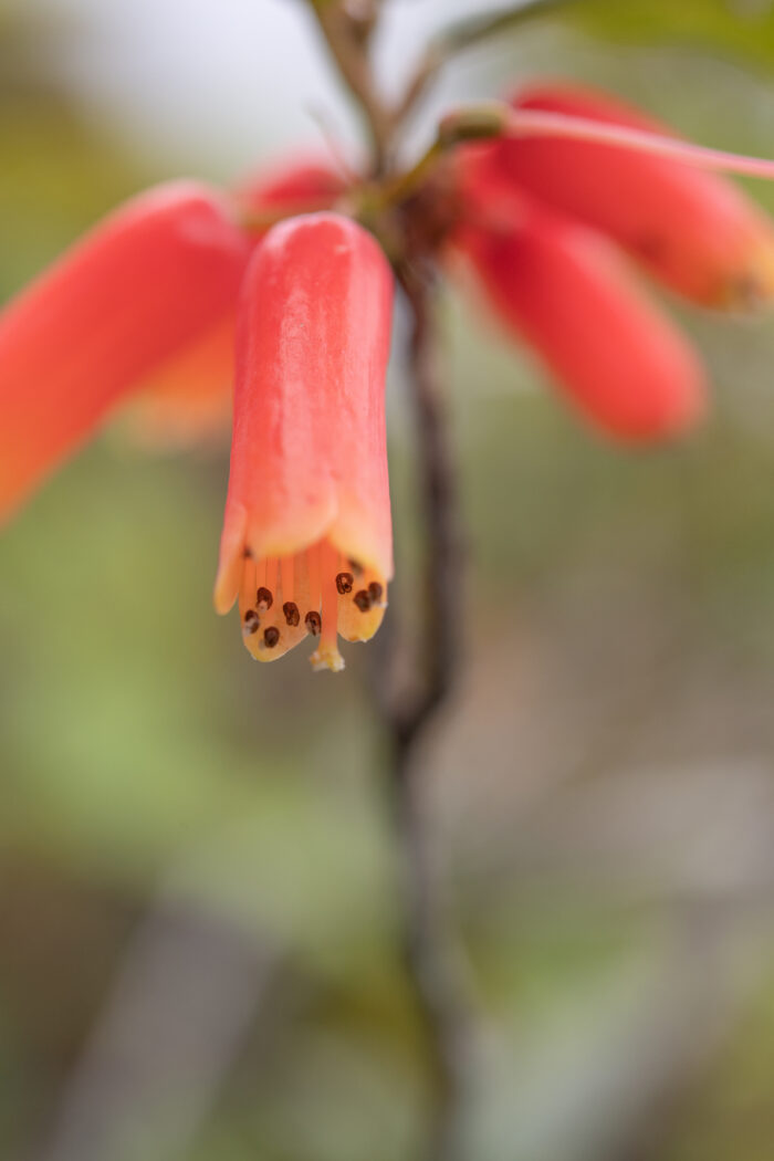 Rhododendron keysii