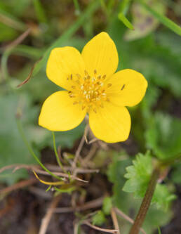 Arunachal plant (Ranunculaceae)