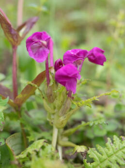 Arunachal plant (Pedicularis)