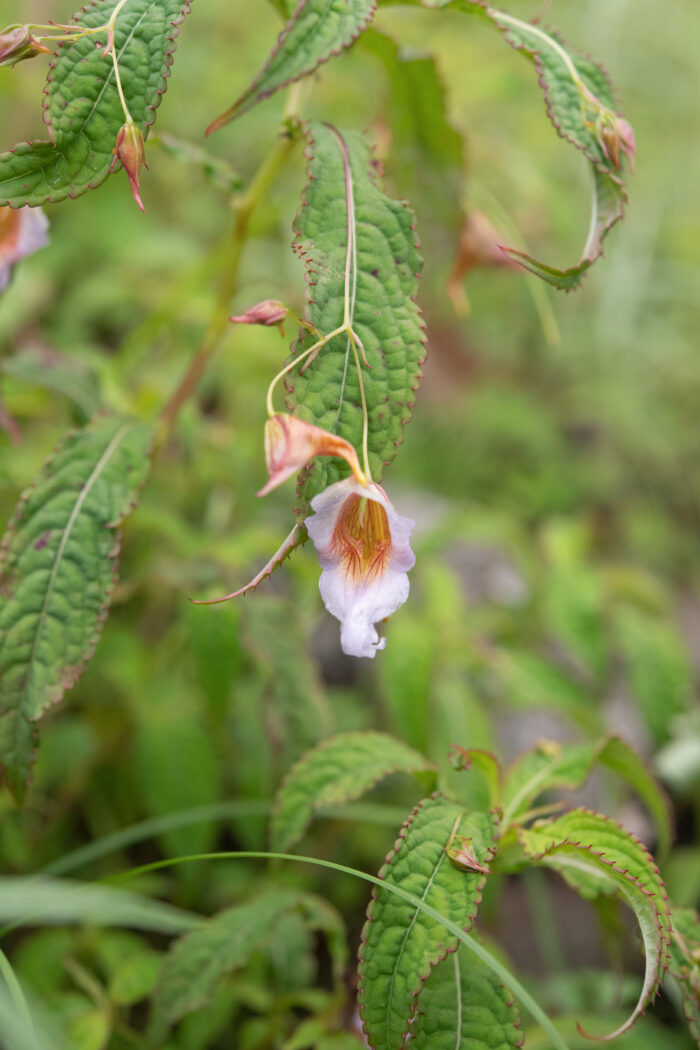 Impatiens pyrorhiza