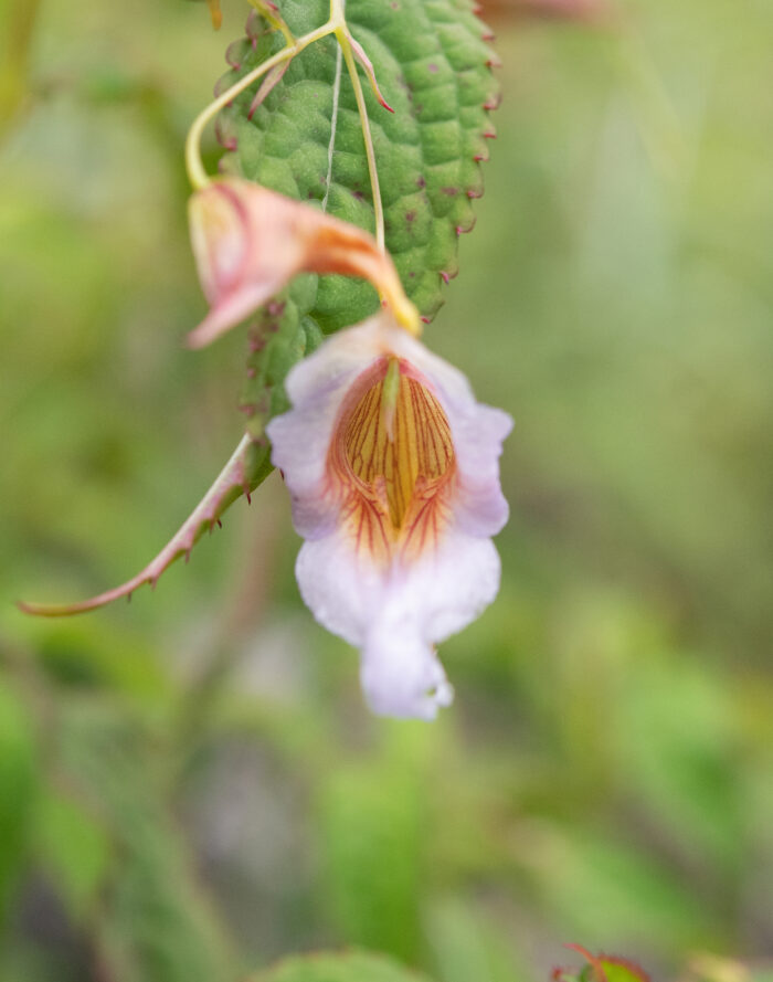 Impatiens pyrorhiza