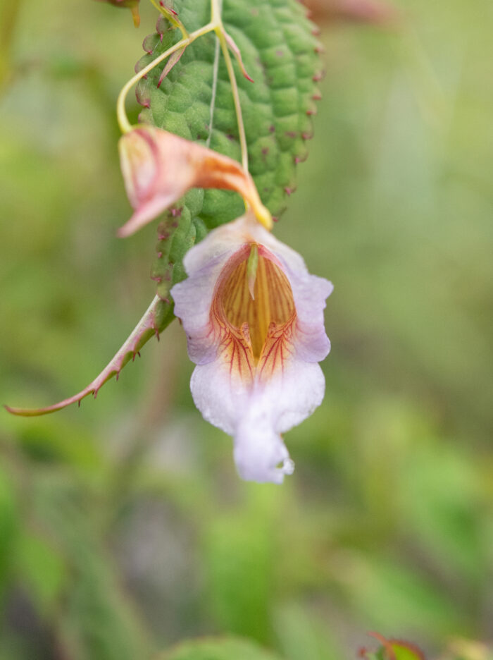 Impatiens pyrorhiza