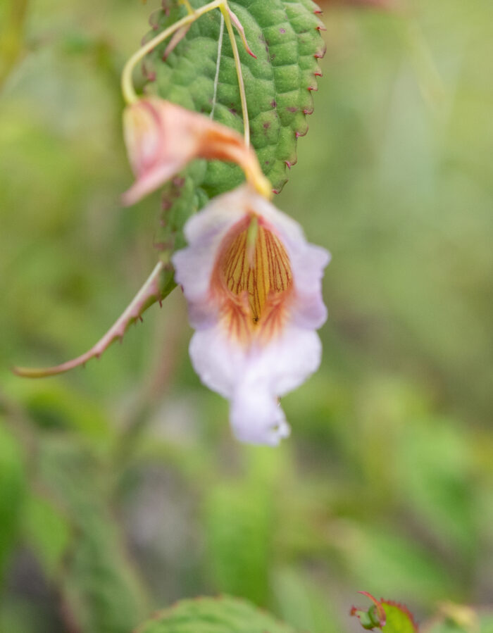 Impatiens pyrorhiza