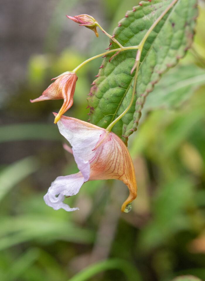 Impatiens pyrorhiza