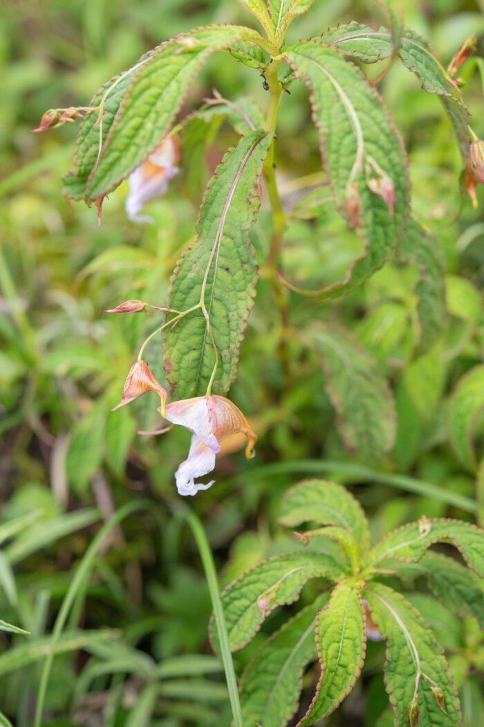 Impatiens pyrorhiza