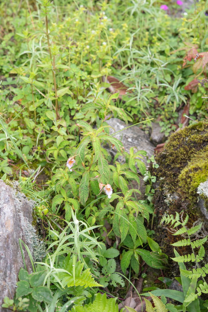 Impatiens pyrorhiza