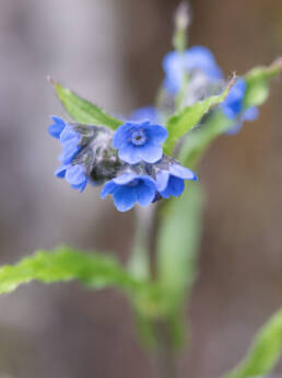 Arunachal plant (Cynoglossum)