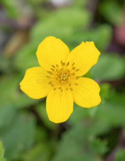 Arunachal plant (Ranunculaceae)