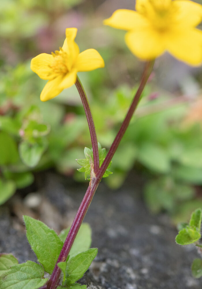 Arunachal plant (Ranunculaceae)