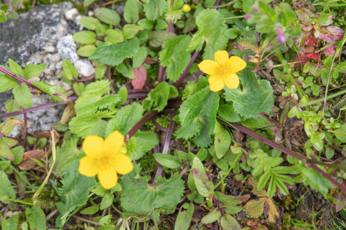 Arunachal plant (Ranunculaceae)