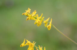 Arunachal plant (Corydalis)