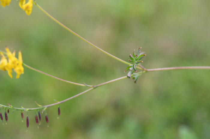 Arunachal plant (Corydalis)