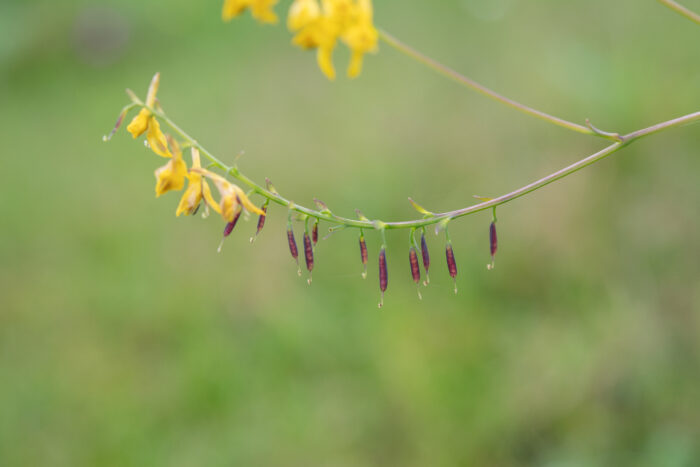 Arunachal plant (Corydalis)