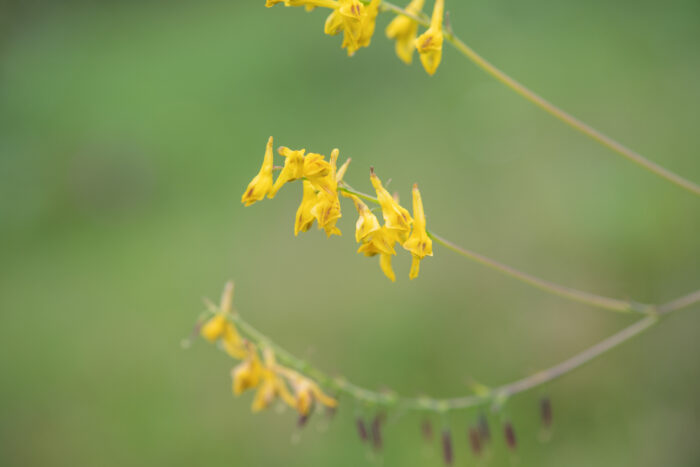 Arunachal plant (Corydalis)