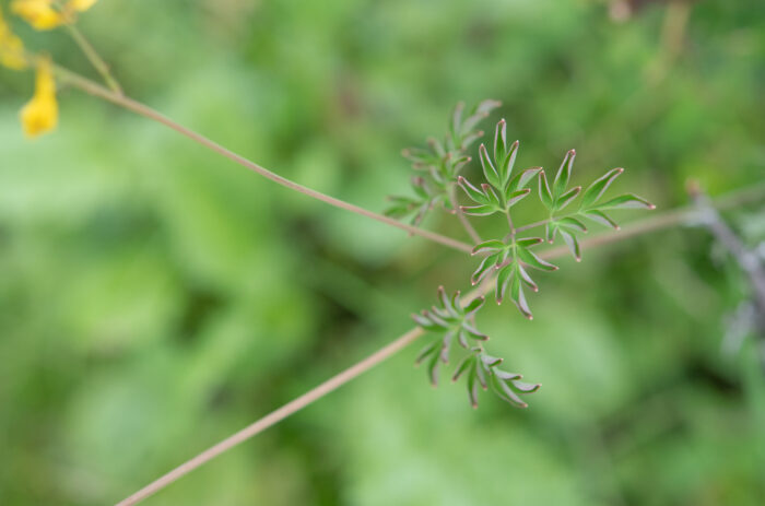 Arunachal plant (Corydalis)