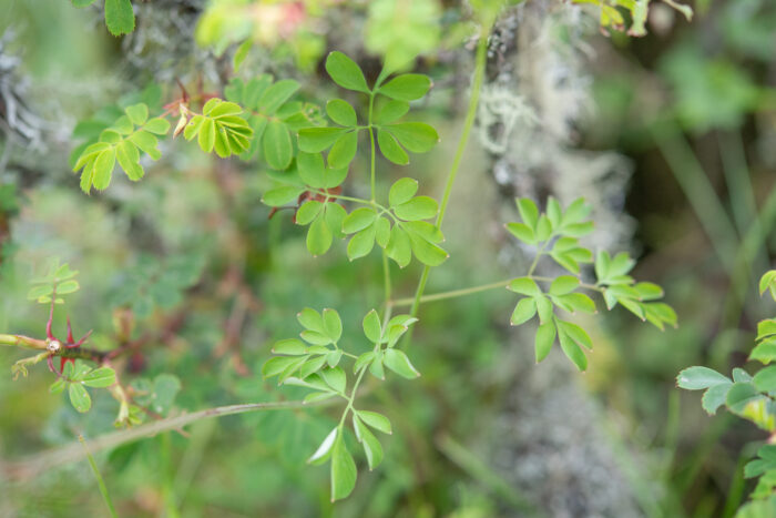 Arunachal plant (Corydalis)