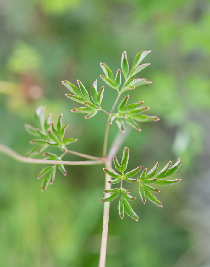 Arunachal plant (Corydalis)