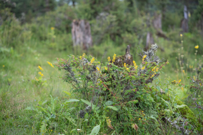 Arunachal plant (Corydalis)