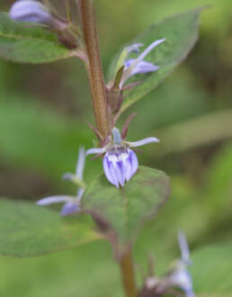 Arunachal plant (Lobelia)