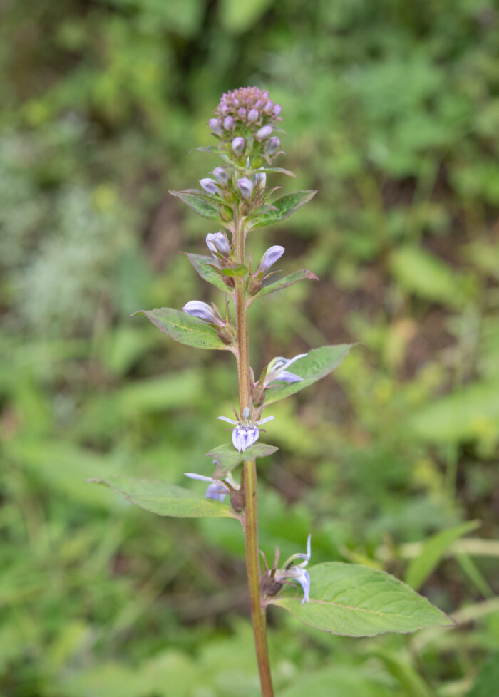 Arunachal plant (Lobelia)