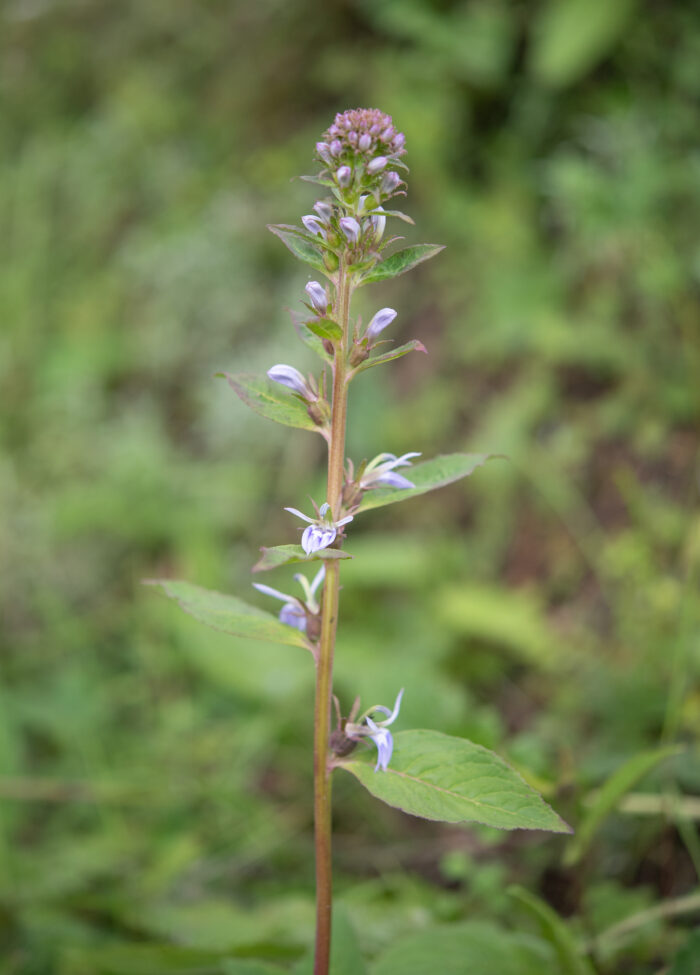 Arunachal plant (Lobelia)