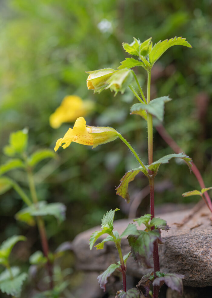 Erythranthe bhutanica