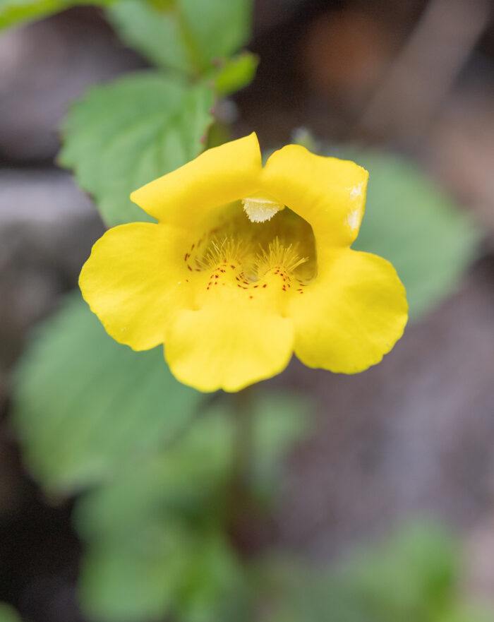 Erythranthe bhutanica