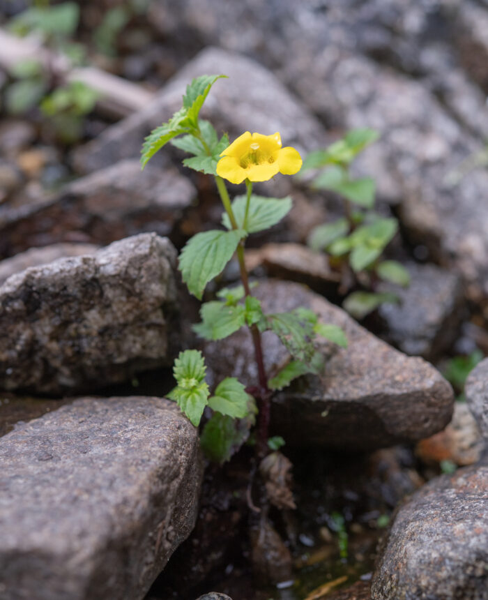 Erythranthe bhutanica