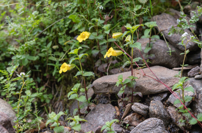 Erythranthe bhutanica