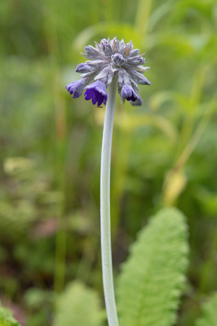 Primula capitata