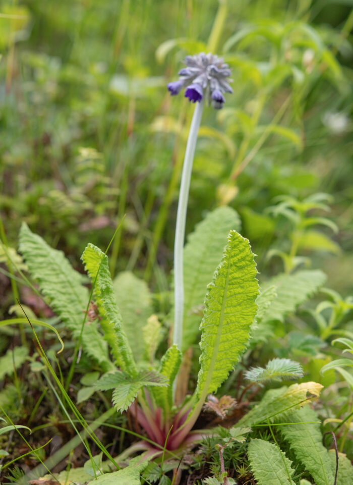 Primula capitata