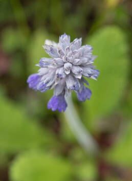 Primula capitata